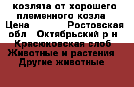  козлята от хорошего племенного козла › Цена ­ 1 000 - Ростовская обл., Октябрьский р-н, Красюковская слоб. Животные и растения » Другие животные   